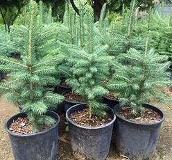 White Spruce